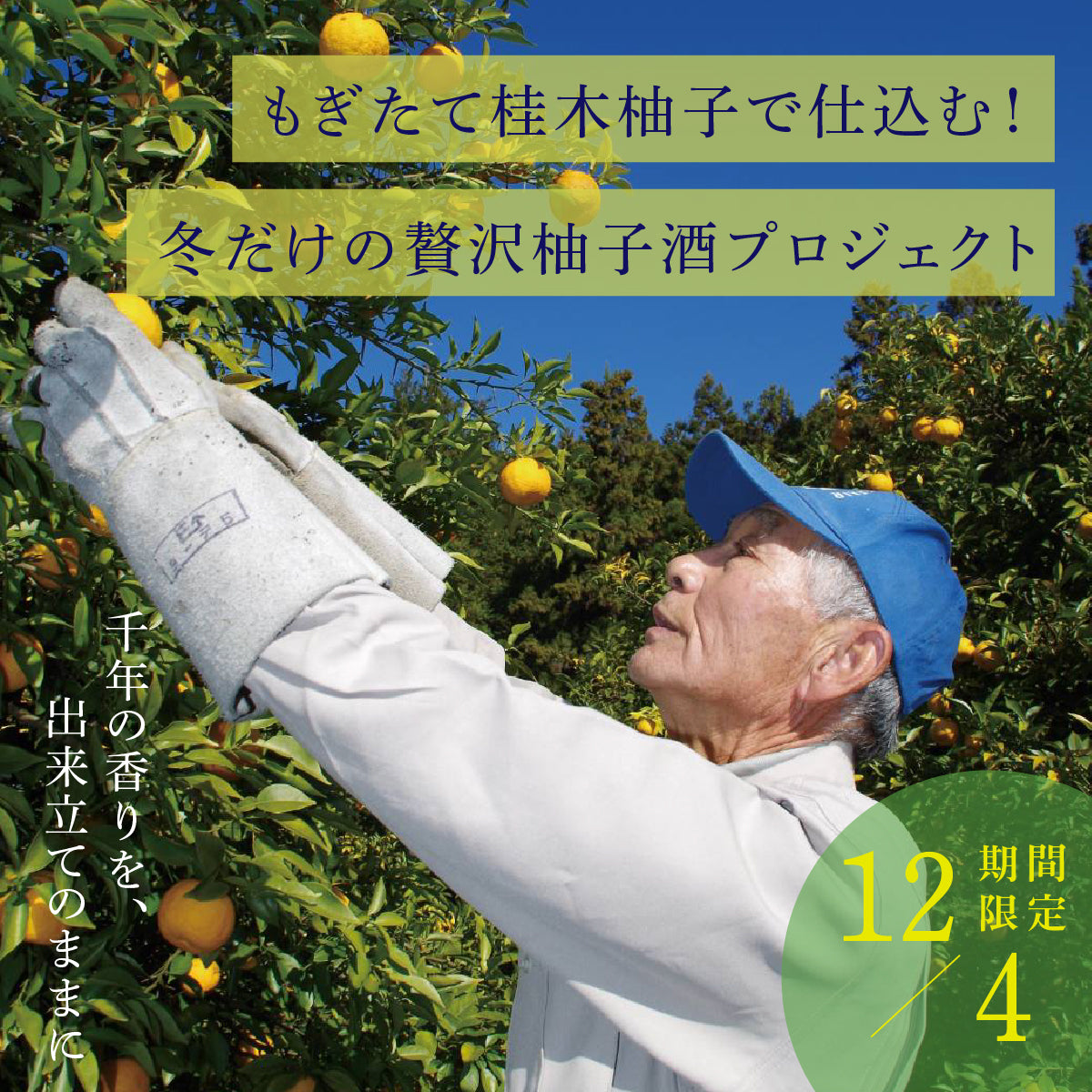 もぎたて桂木柚子で仕込む!冬だけの贅沢柚子酒プロジェクト